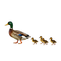 Obraz premium Mallard duck with ducklings isolated on transparent background