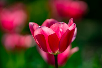 Obraz premium Tulips blooming in spring. Tulip petals. Blooming tulips outdoors. Tulips with spring background. Tulips in a spring garden. Seasonal spring tulip flowers.