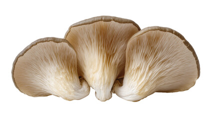 Three beige oyster mushrooms with delicate gills, isolated on transparent background © Sean