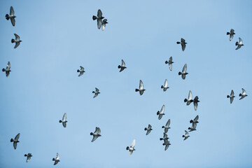 Obraz premium Pigeons fly together as they cross the blue sky. Pigeons move freely as they form a flying flock. Pigeons spread wings as they glide in air. Pigeons rise higher as they follow each other.