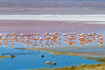 Fototapeta premium Peaceful flock of pink flamingos at colorful Laguna Colorada in Bolivia
