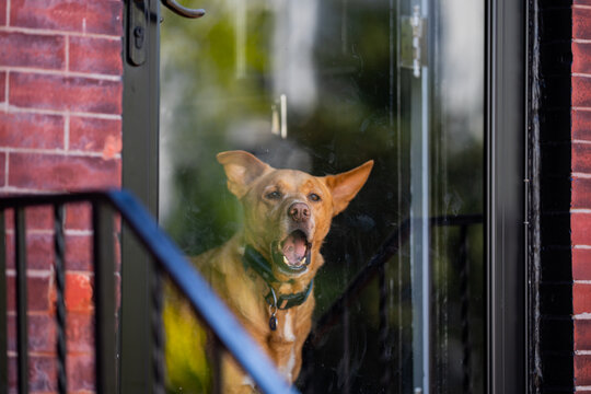 Dog portrait through reflective glass surface. Guard dog monitoring sidewalk from home. Brown dog standing behind glass on porch. Pet dog in urban home doorway.