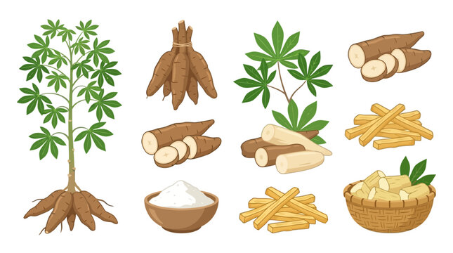 Collection of cassava plant, roots, flour, and cut pieces showcasing tropical root vegetable diversity.