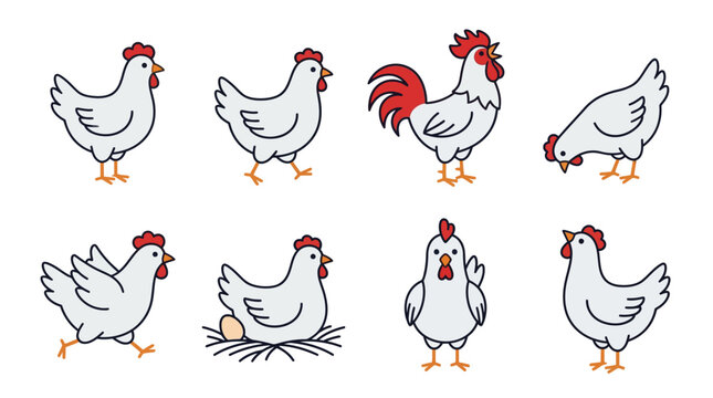 Detailed set of white chicken and rooster icons displaying various poses like walking standing and nesting for agricultural design usage