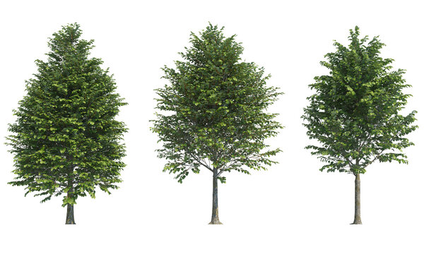 Tilia x europaea Pallida png alpha chanel set