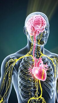 Human anatomy showing brain heart and nervous system