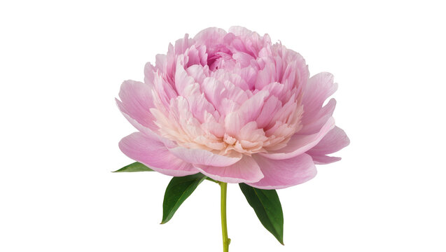 Delicate pink peony flower with green stem and leaves, isolated on transparent background