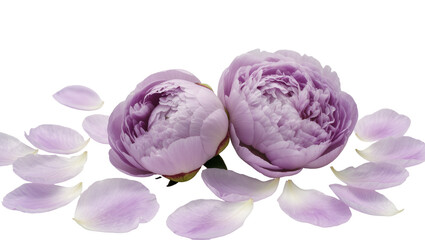 Two delicate purple peonies with scattered petals, isolated on transparent background © Sean