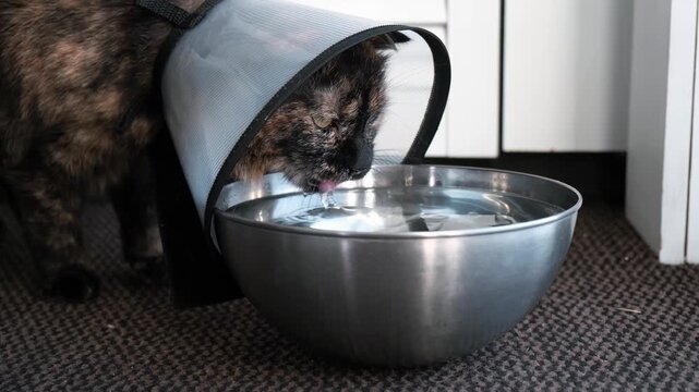 Ill cat with an Elizabethan collar drinks water from a metal bowl. Restoring the health of pet after injury. An animal in a cone prevents itching of the wound after surgery. High quality 4k footage.
