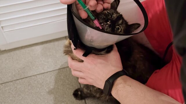 Close-up cat while owner gives a pink drug by insert syringe into back corner of mouth and slowly dispense the medication. Pet in Elizabethan collar on neck. Animal treatment. High quality 4k footage.