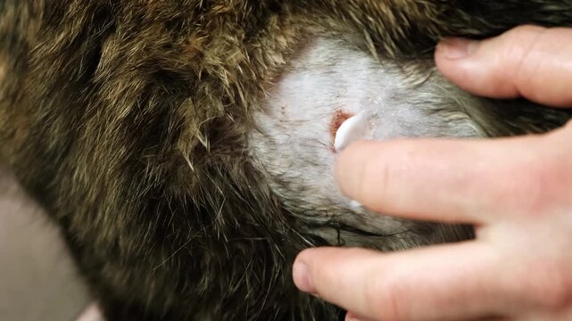 A man helps to cat holding and smearing a laceration with treatment ointment. A bloody bite wound on the pet's body after fight. An injured area of skin. Animal care. Owner love. High quality 4K video