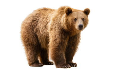 Obraz premium Brown grizzly bear standing, isolated on transparent background