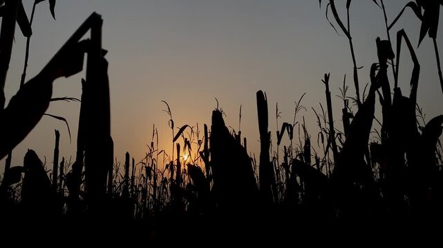 Dramatic Silhouette of a Corn Field at Sunset with Golden Sun Glowing Through Stalks