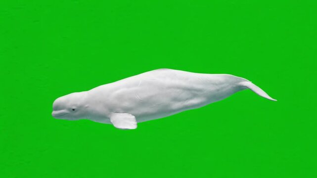 Beluga whale swimming isolated on green background for vfx projects