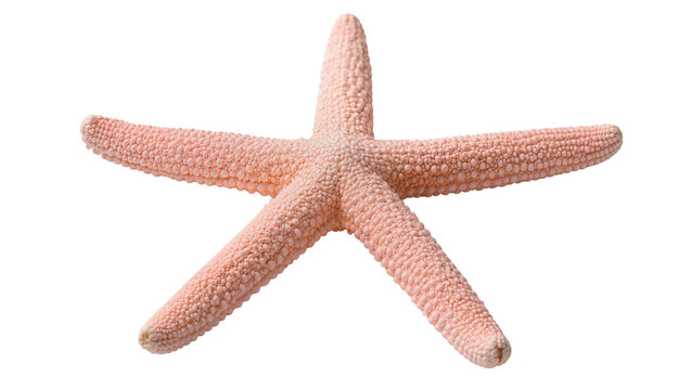 Pink textured starfish with five arms, isolated on transparent background