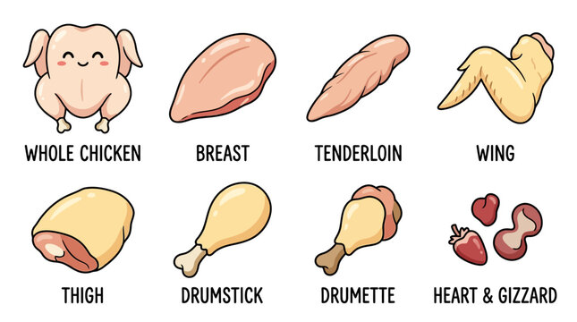 Cute cartoon illustration showing various fresh raw chicken meat cuts including breast tenderloin wing thigh drumstick and heart and gizzard