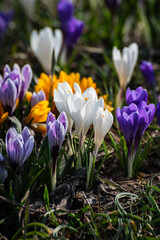 Fototapeta premium Close-up of Colorful Purple, White, and Yellow Crocuses in Early Spring, stunning vertical close-up of a sunlit meadow filled with vibrant spring crocus flowers