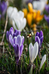 Fototapeta premium Vibrant Field of Mixed Purple and White Spring Crocus Flowers, First Spring Blossoms: Multi-Colored Crocuses in Sunny Green Grass, Vertical Macro Shot of Beautiful Spring Meadow with Crocus Blossoms