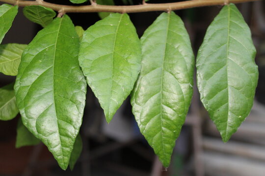 Streblus asper, Siamese rough bush, khoi, serut, and toothbrush tree leaves