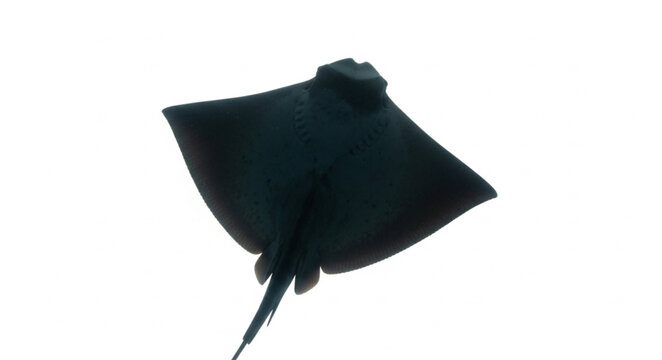 Black stingray swimming in water.