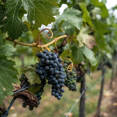 Fototapeta premium Ripe dark blue grapes hanging on vine with green leaves in vineyard during daylight harvest season.