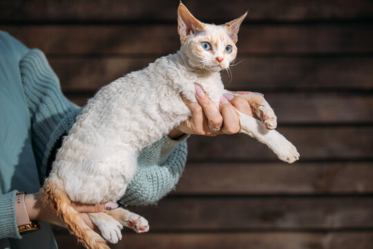 Obedient Devon Rex Cat With White Grey Fur Color Sit On Hands. Curious Playful Funny Cute Amazing Devon Rex Cat Look At Camera. Cats Portrait. Bold Blue Cat Eyes. Amazing Happy Pets Friendship Concept