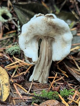 elfin saddle
