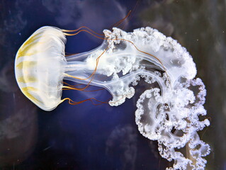 Luminous Chrysaora Jellyfish Drifting in Deep Water © jonnysek