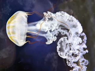 Luminous Chrysaora Jellyfish Drifting in Deep Water © jonnysek