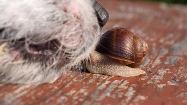 Macro view of a common garden snail slowly crawling along a wooden surface while a curious dog's nose approaches and sniffs the mollusk's shell in a gentle and friendly interaction