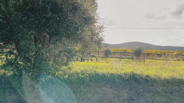 Elderly man on a sunlit electric bike tour through the Maremma countryside along olive trees.