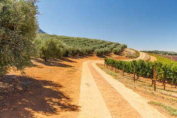 Naklejka premium Winery road between vineyards and olive grove