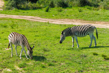 Obraz premium Zebra herd on safari in South Africa