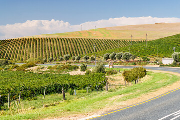 Naklejka premium Sunlit vineyard rows with mountain backdrop