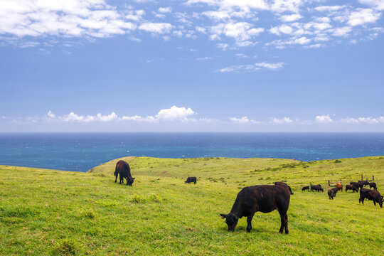 Cows grazing on hills with ocean view