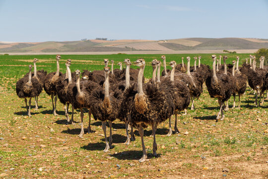 Ostrich group on field in South Africa