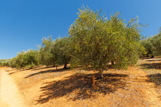 Olive trees on a sunny day