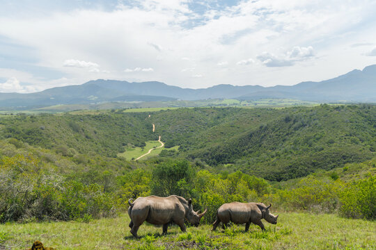 Rhinoceros group on safari in South Africa