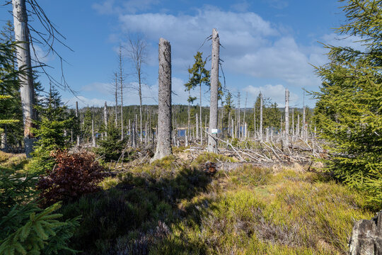 Windbruch