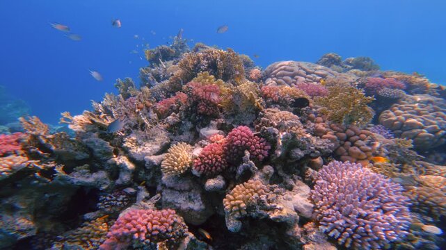 Colorful coral ecosystem surrounded reef fish in Red sea waters