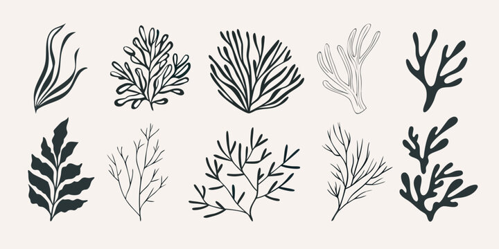 Collection of stylized black line drawings depicting various plant and seaweed forms