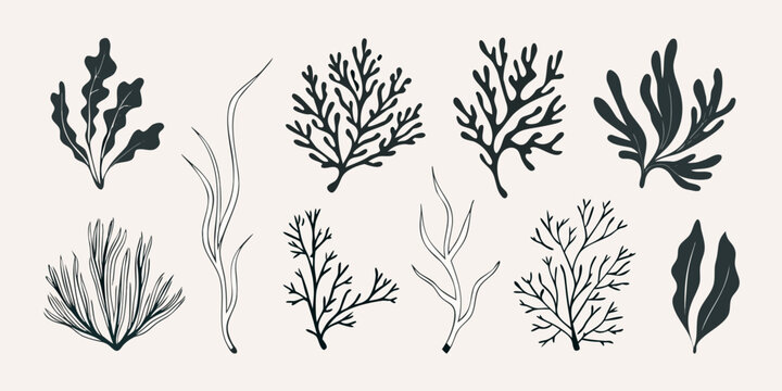 Collection of delicate black line art depicting various seaweed and coral forms