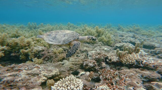 Close up motion track shot near Green Sea Turtle Swimming in Shallow water in the blue sea