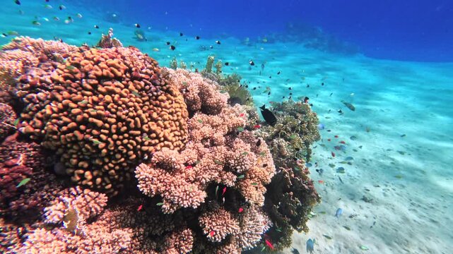 Colorful coral mound with small schooling reef fish in tropical underwater scene