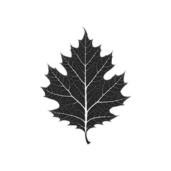 Fototapeta premium Black oak leaf, vector illustration, leafy foliage, botanical design, isolated on white