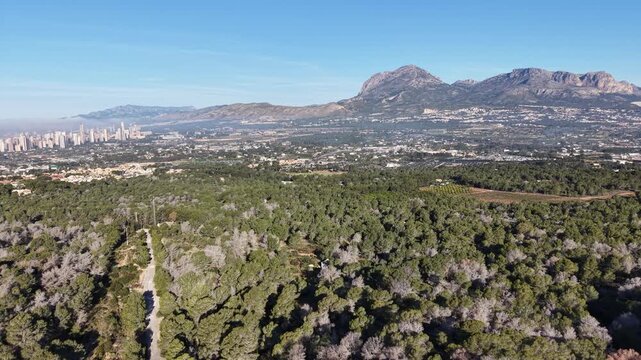 Sweeping aerial view over the pine forests of Serra Gelada toward the Benidorm skyscraper skyline and the majestic Puig Campana.