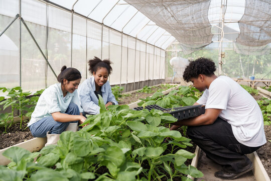 Group of multiracial students sitting in organic greenhouse learning agriculture lesson through practical activity by planting vegetables together during school science class focused on sustainability