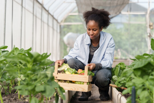 Young multiracial girl holding wooden crate full of fresh vegetables sitting on greenhouse walkway after harvest during organic farming lesson in school agriculture class learning food sustainability
