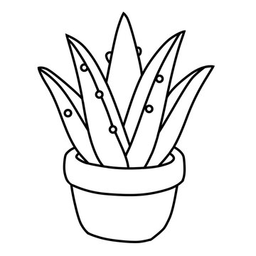 A black and white line drawing of a potted succulent plant with pointed leaves.