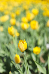Obraz premium Yellow Darwin Hybrid Tulips Blooming at New York Conservatory Garden